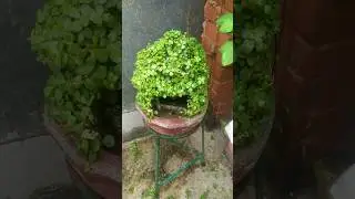 unique way to grow z plant|z plant diy idea|zplant diy|#garden #plant #diy #shorts #art#gardening
