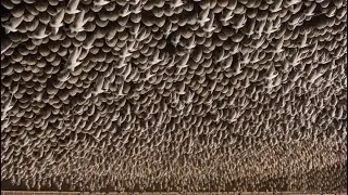 How Thousands of Expensive Swiftlet Bird Nests are Harvested!: Most Expensive Exotic food
