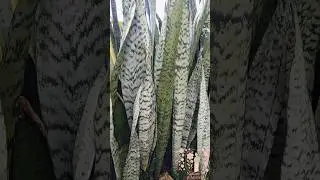 🪴 Snake Plant Beauty | Easy Indoor Greenery