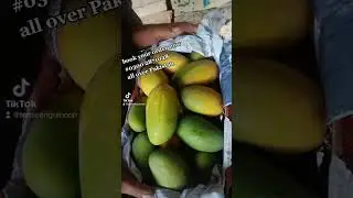 multani mango #season