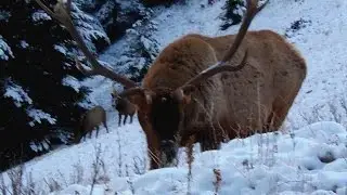 Close encounter with a bull elk in the Canadian Rockies