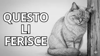 Queste 9 cose quotidiane FERISCONO i sentimenti del tuo gatto