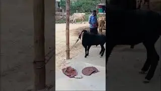 Sheep lover #sheep #lover