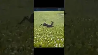 Прыжки в поле и неожиданное падение