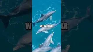 The Amazing World of Dolphins