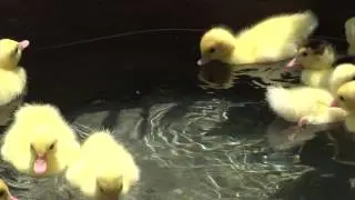 ducklings day out 🔥