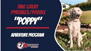 🐶Dog Trainers Palm Beach County / Dog Training Palm Beach County 🦮