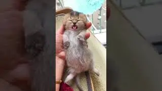 🥺❤️ #fascinatingfelines #cat #cuteanimal #kitten #felinefascination #cutecat #catlover