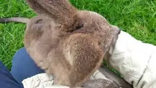 My Little Skippy (Kangaroo)