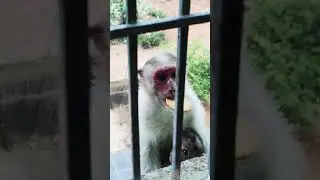 Ahobilam monkey #tamil #comedy #funny #money #shorts #viji thiags #travel #tour