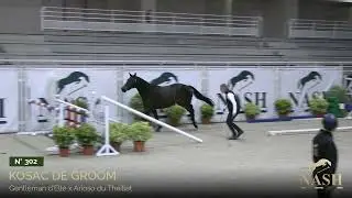 N&deg;302 - Kosac de Groom - TRAINING NASH Elite Auction - October 27th, 28th & 29th of 2023