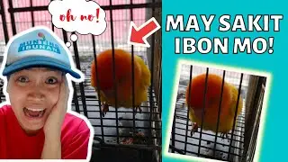 SIGNS MAY SAKIT ANG IBON MO!! PAANO GAMUTIN? SICK LOVEBIRDS SYMPTOMS AND CURE