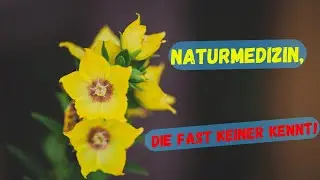 WILDBIENENMAGNET! Was diese gelbe Wildpflanze im K&ouml;rper bewirkt, &uuml;berrascht sogar Experten! GEWINNEN