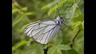 The Black-veined White