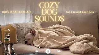 1 Hour Cozy Dog Sounds with Dali 🐕💤 Real Deaf French Bulldog Ambience for Sleep & Calm Pets