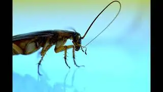 Cockroach repellent:  25khz to 37khz frequency