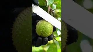 &ldquo;Marang Fruit Cutting ASMR 🍈 | 8K Ultra Realistic Jungle Satisfaction#asmr #shorts #shortsviral