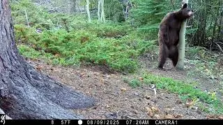 Black bear at marking tree
