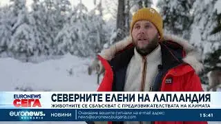 Северните елени на Лапландия се сблъскват с предизвикателствата на климата