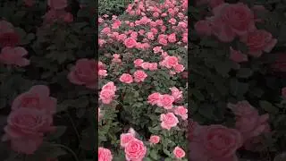 The Most Beautiful Rose Gardens in the World 😍| #flowers #rosecaring #gardenideas #gardendesign