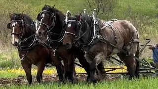 West Michigan Draft Horse Club Plow Day