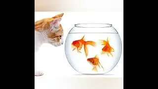 Too much Cuteness | Very Nice Kittens Videos #funny #funnyanimalsnetwork