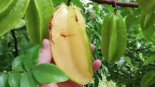 Starfruit Production 2024