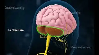 Central Nervous system 3D Animation #biology #Central Nervous system @bank of biology