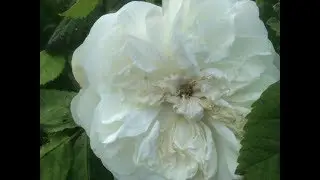 Rosier ancien de Damas 'Mme Hardy' La floraison nuptiale