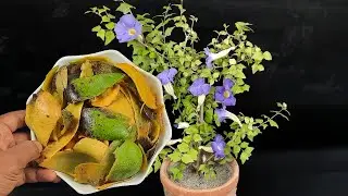 How to make Mango Peels Fertilizer for any plants