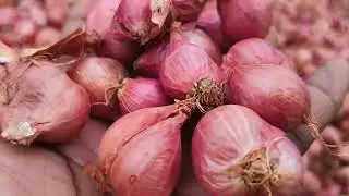 number one best quality small onion