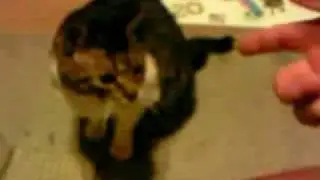 Cat Plays Dead When Shot