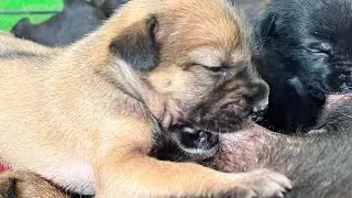 Cute Rural Baby Dog drink mum's milk, And breastfeeding🥰🥰 #puppy #cute #viral #cutedog #doglife