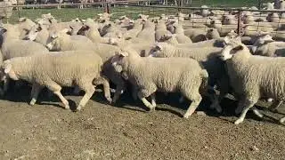 290 White Suffolk/Charolais x Merino lambs