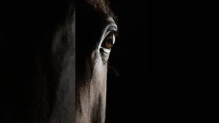 Studio impressions ❤️ #horse #horsephotographer #fotografieren