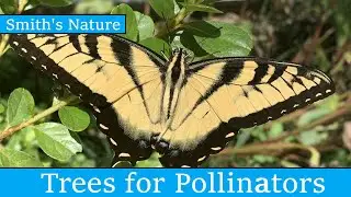 How to get more butterflies in your garden.