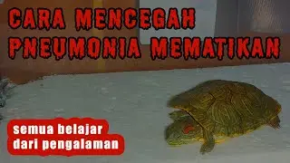Cara mencegah pneumonia pada kura kura | #29