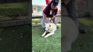 NEW A5710615 Cyber | Alaskan Husky Mix