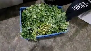 Culinary Herbs of Georgia: dill, parsley, coriander - growing, cooling, packing for exports