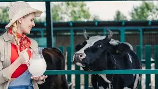Top 5 dairy cow breeds for milk production