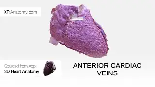 Anterior cardiac veins