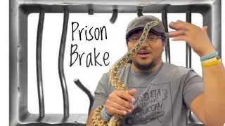 My Prison Break Snake