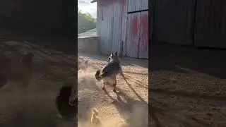 Brave Dog Saves Hen From Hawk Attack! 🦅🐕 #herodog #saveanimals #birds