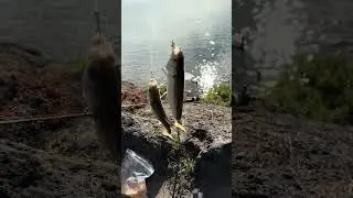 Безумие кефали &mdash; поймайте 2 особи за один заброс #ловлярыбы #методырыболовства #рыбалкававстралии...