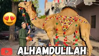 Alhamdulilah Camel Ly Lia 😍🐫| Qurbani 2k24 ♥️
