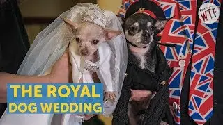 The Royal Pup-ital Wedding: Meghan Barkle And Harry Prince Of Tails