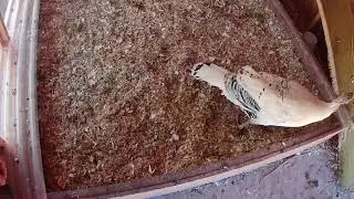 Deep Litter System for Poultry Waste Management