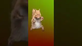 Dancing squirrel