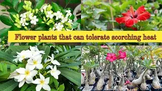 Flower plants that can tolerate scorching summer heat.