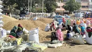 26=12=2025 हिसार अनाज मंडी में मुंगफली भाव 